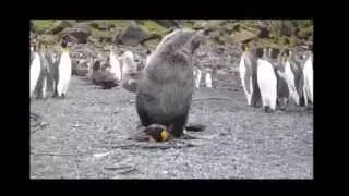 Морские котики насилуют пингвинов на острове Марион. Seals having sex with penguins.