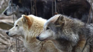 Wolf Sanctuary of PA