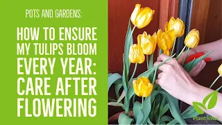 TULIP AFTERCARE in pots and gardens