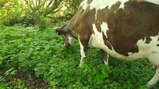 Рацион кормления телят и коровы в мае