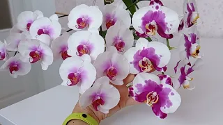 ЦВЕТЕНИЕ МОИХ ОРХИДЕЙ! 🌺🌺🌺