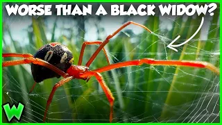 The Worst Spider Bites in the US Ranked