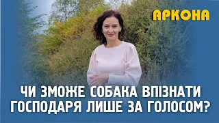 Чи зможе собака впізнати свого господаря лише за голосом? Аркона