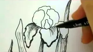 How To Draw Flowers - Iris Flower