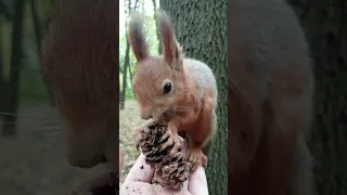 Ушастик ест шишку прямо у меня на ладони / Ushastik eats a cone right in my palm