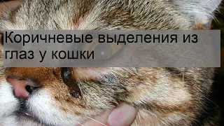 Коричневые выделения из глаз у кошки