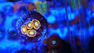 Плашечка с Gotorade zoas 💥2500💥