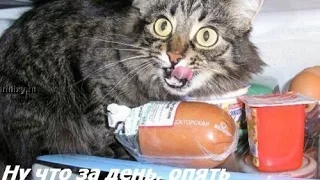 Смешные кошки 31 (Funny Cats Compilation 2017)