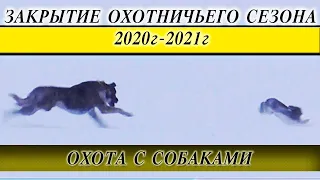 Закрытие охотничьего сезона 2020-2021г