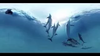 Wild Dolphin 360° Virtual Reality Experience