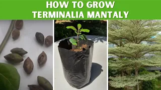 Easily grow Terminalia Mantaly from seed (Madagascar Almond Tree)