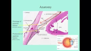 Glaucoma - CRASH! Medical Review Series