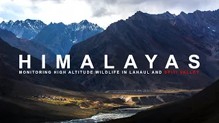 Himalayas : Monitoring High Altitude wildlife in Lahaul & Spiti Valley | Trailer