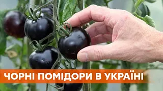 В Умані почали вирощувати чорні помідори з "п’ятим смаком"