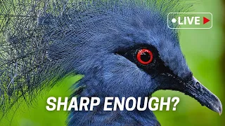 How Important Is SHARPNESS? Let's Talk!