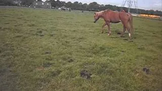 Het leven van manege pony's in de wei