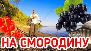 РЫБА С КАЖДОГО ЗАБРОСА! РЫБАЛКА на СМОРОДИНУ на МикроДЖИГ!