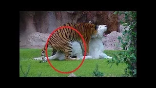 White Tiger VS Bengal Tiger #2017