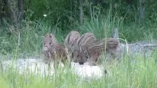 Diviačiky - Wild Boars