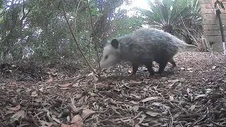 Cute opossum visits my yard