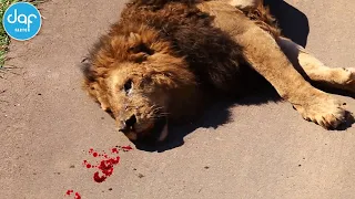 Animals fight to the death