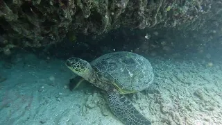 SCUBA Diving In Oahu - Vlog 689