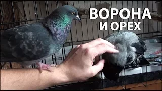 Ворона и орех. Голуби разбросали корм