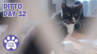 Ditto Day 32 - Feral Cat Recovery, Hissing And Growling * S4 E178 * Cat Videos