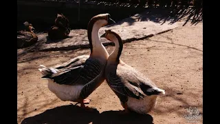 Интересные факты про гуся(Interesting facts about the goose).