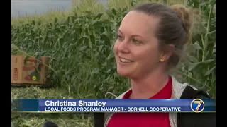 10,000 Ears of Corn... North Branch Farms Annual Harvest for the Central New York Food Bank.