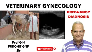 Unlocking the Mystery Behind Accurate Pregnancy Diagnosis -- VET GYNO UNCENSORED!