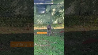 Weimaraner hunting mode 👻.    #shorts #weimaraner #dog #puppy #funny #youtubeshorts