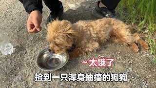 Stray dogs twitch when they see people, and they just want to have a family.