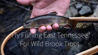 Fly Fishing East Tennessee For Wild Brook Trout