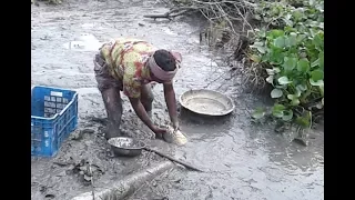 Fishing catching lot of catfish from mud water by hand Catch an Amazing cat fish