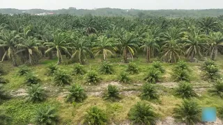 印尼能源轉型推生質柴油使用 轉種棕櫚樹毀原始森林｜20240427 全球現場深度週報