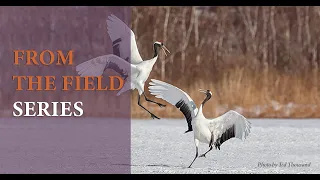 What Does Conservation Success Really Mean for Vulnerable Cranes, Wild Places and Communities?