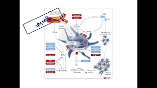 2. Treatment of ACS-Part 1 (General Lines & Antithrombotic Therapy, Arabic Version)