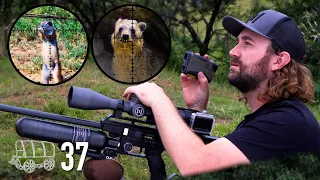 This Airgun Packs a Punch👊🏻🐿 Oxwagon Diaries, pt.37: “More than Just the Hunt”