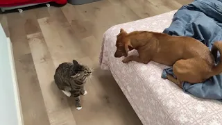 Funny and Crezy Cat and Dog Fight - Funny Cat - Crezy Dog - dog Fighting