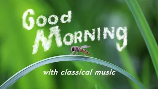 🌞 Lively Morning Classical Music (No Ads)