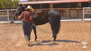 ARRENDANDO UN CABALLO PASO POR PASO CON MARTIN LOZA #parientesdelrancho #caballoscuartodemilla