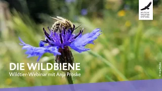 Wildtier-Webinar zu Wildbienen