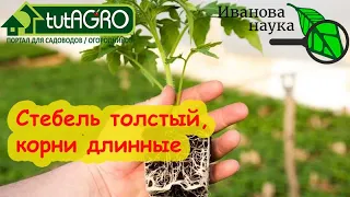 ПОЛОЖИТЕ НА ДНО СТАКАНА И РАССАДА БУДЕТ КАК С ВЫСТАВКИ! Крепкие корни и мощный урожай гарантирован!