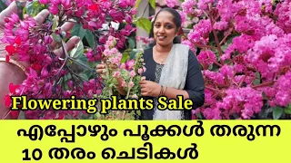 10 Beautiful low budget flowering plants in India || Best fertilizer for flowering plants || Salu 🙏