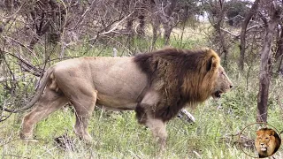 A Busy Day For Brothers Of Casper The White Lion: Let's Follow Them