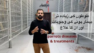 Common parrot diseases and treatments
