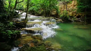 Majestic Forest Sounds - Birdsong - Peaceful Stream in the Mountains -Nature