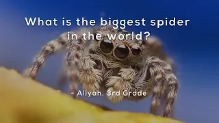 What is the biggest spider in the world?