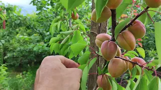 Підживлення абрикоса в період наливання плодів